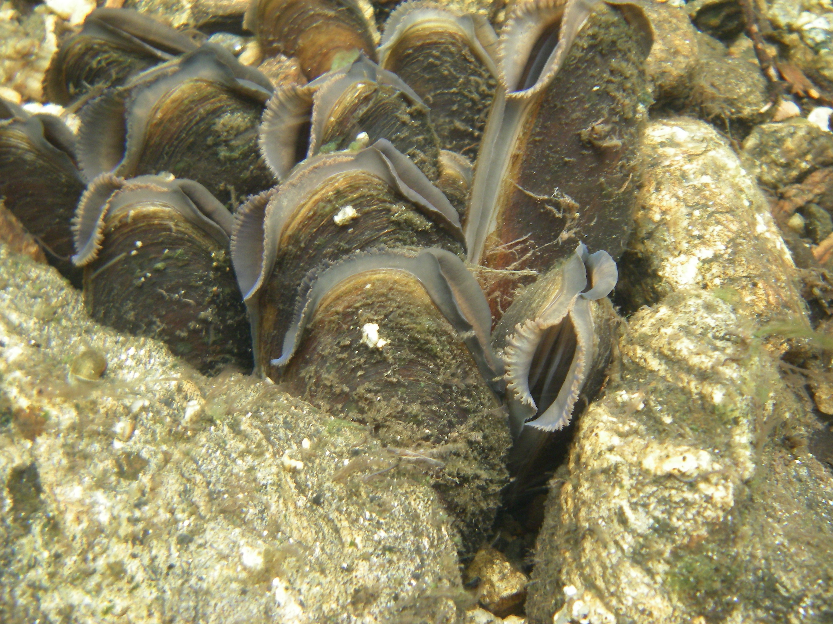 Моллюски, которые обитают в пресной воде